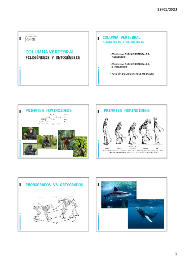 Miniatura del documento 2.-FILOGENESIS-Y-ONTOGENESIS.pdf