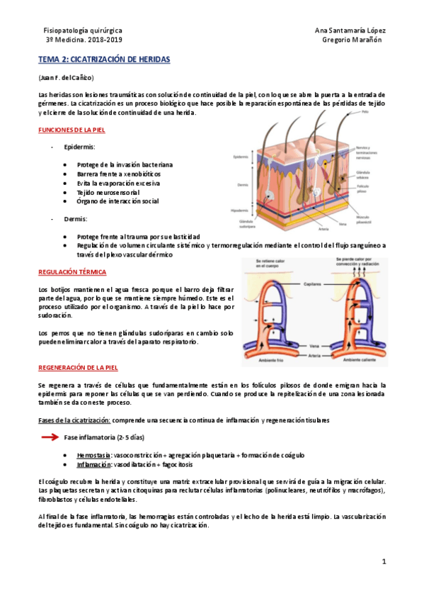 Miniatura del documento Tema 2 - Cicatrización de heridas.pdf