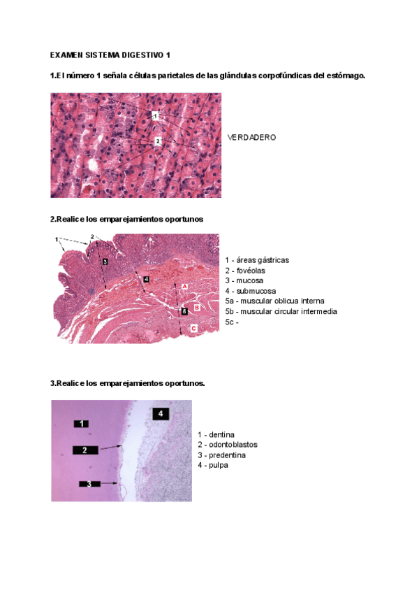 Miniatura del documento EXAMEN-SISTEMA-DIGESTIVO-1.pdf