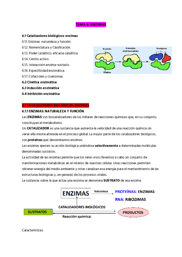 Miniatura del documento TEMA-6-ENZIMAS.pdf