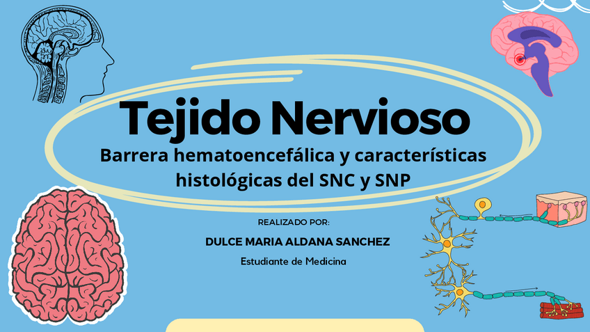Miniatura del documento TEJIDO-NERVIOSO-HISTOLOGIA-DE-ROSS.pdf