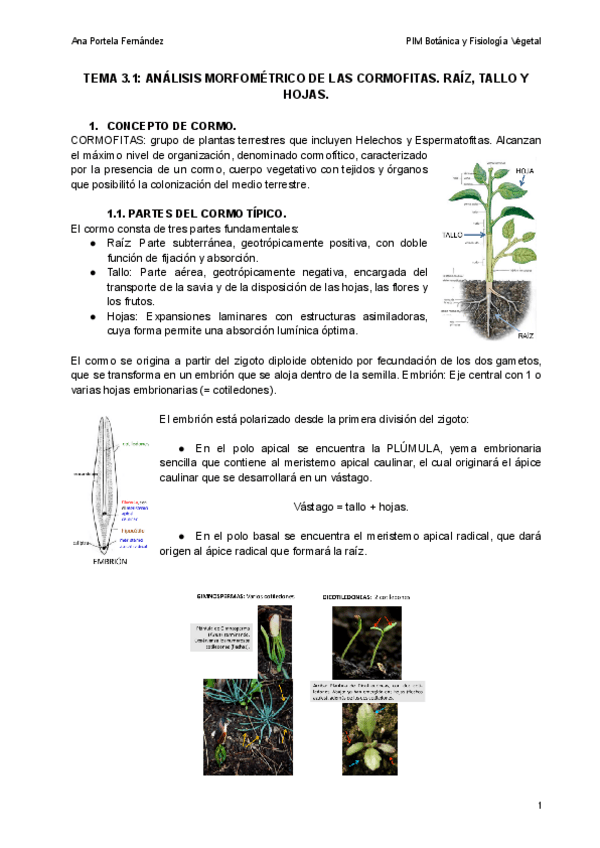 Miniatura del documento TEMA-3.1-ANALISIS-MORFOMETRICO-DE-LAS-CORMOFITAS.-RAIZ-TALLO-Y-HOJAS..pdf