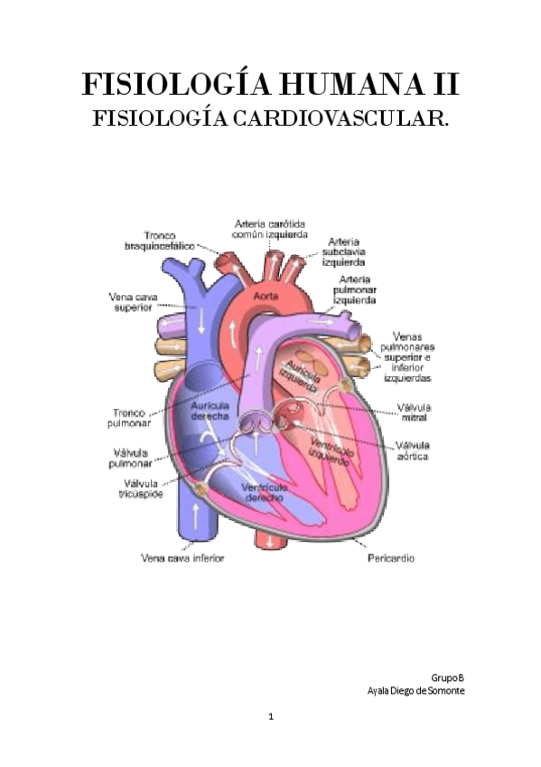 Miniatura del documento Cardiovascular-Grupo-B-2024.pdf