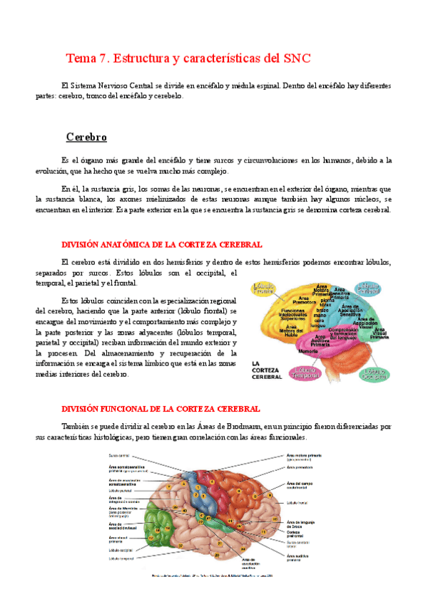 Miniatura del documento Tema-7.-Estructuras-y-caracteristicas-del-SN.pdf