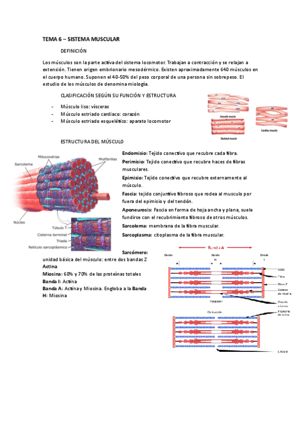 Miniatura del documento tema-6-sistema-muscular.pdf