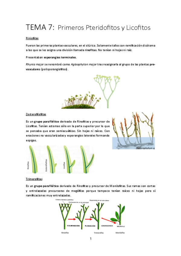 Miniatura del documento TEMA-7-BOT2.pdf