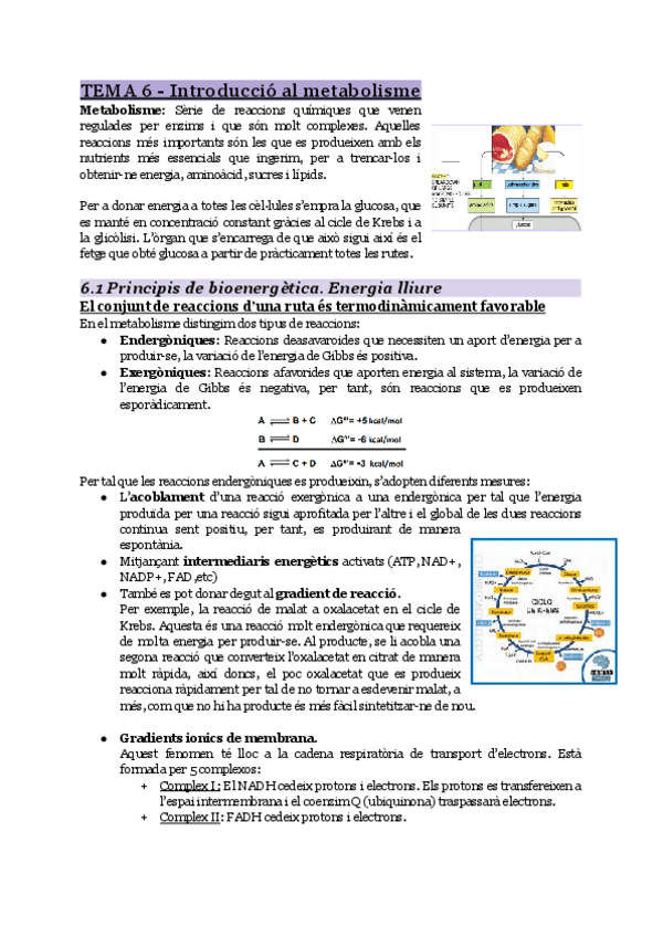 Miniatura del documento Tema-6-Introduccio-al-metabolisme.pdf