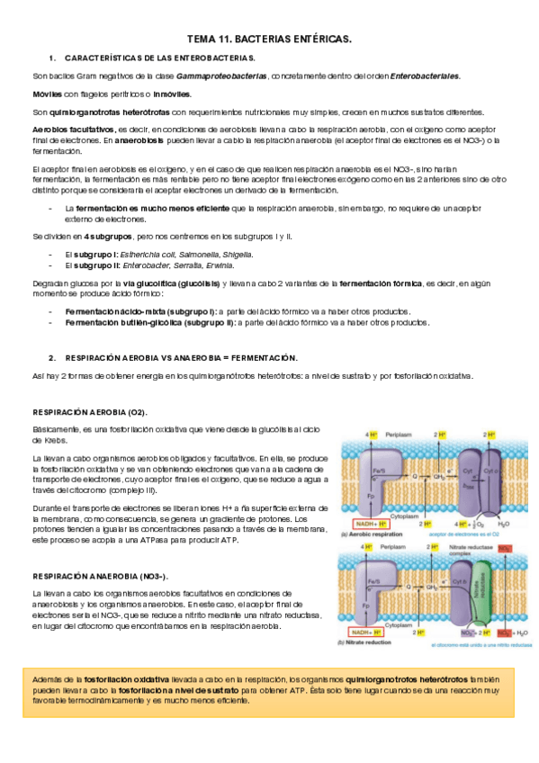 Miniatura del documento TEMA-11-MICROBIOLOGIA-II.pdf