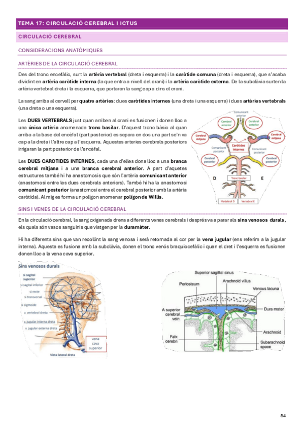 Miniatura del documento Fisiologia-i-Fisiopatologia-II-2024-Tema-17.pdf
