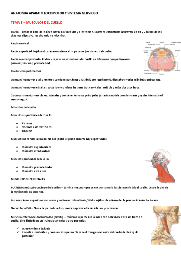 Miniatura del documento TEMA-8-MUSCULOS-DEL-CUELLO.pdf