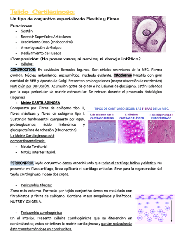Miniatura del documento TEMA-5-Tejido-Cartilaginoso.pdf