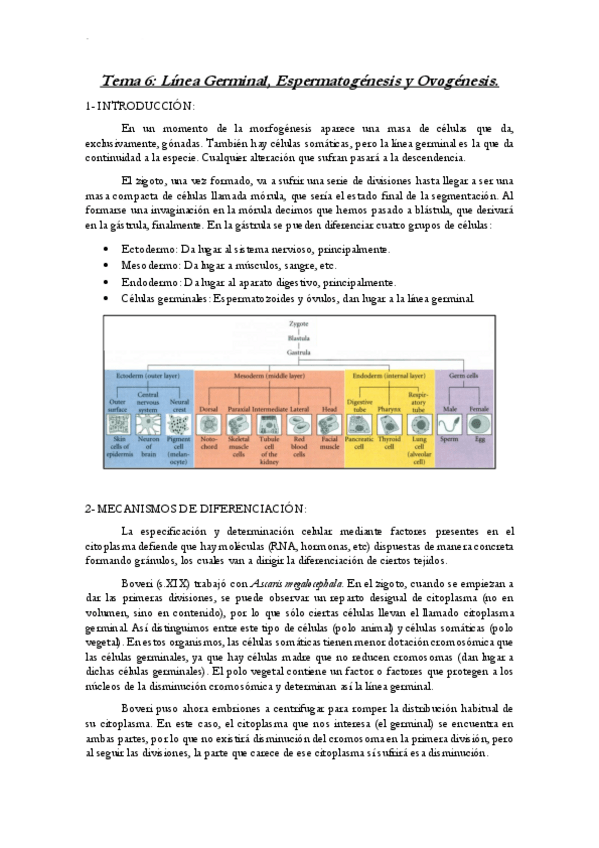 Miniatura del documento Tema-6-Bio-del-Desarrollo.pdf