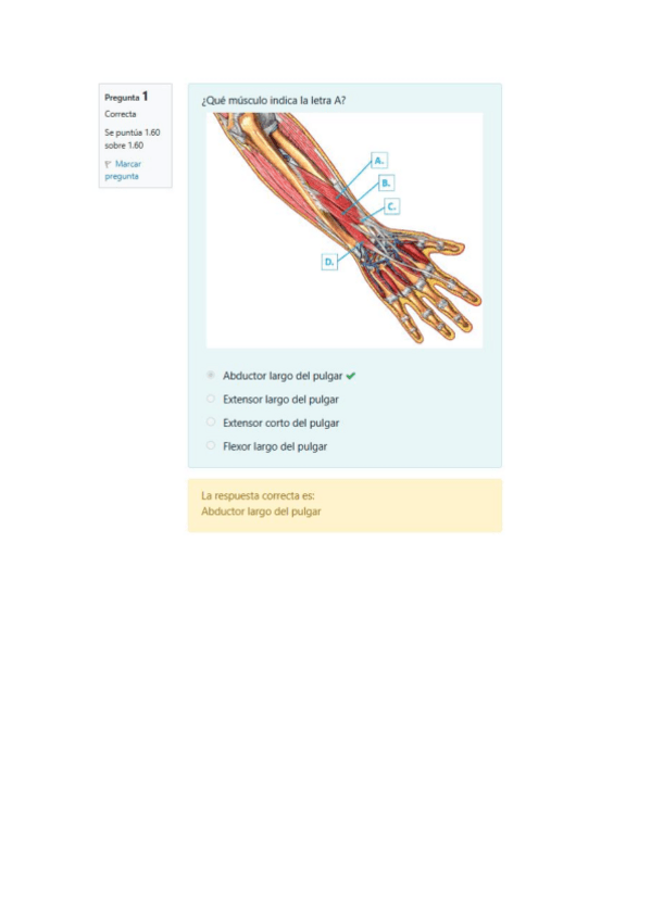 Miniatura del documento Solucion-Minitest-Musculos-del-Antebrazo.pdf