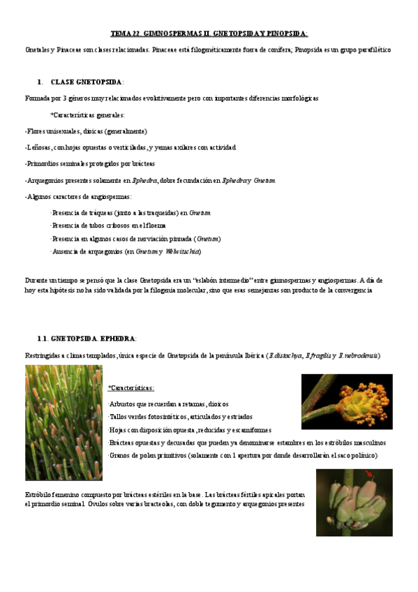 Miniatura del documento tema 22.-gimnospermas II. Gnetopsida y Pinopsida.pdf
