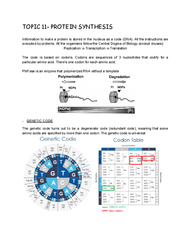 Miniatura del documento TOPIC-11-PROTEIN-SYNTHESIS.pdf