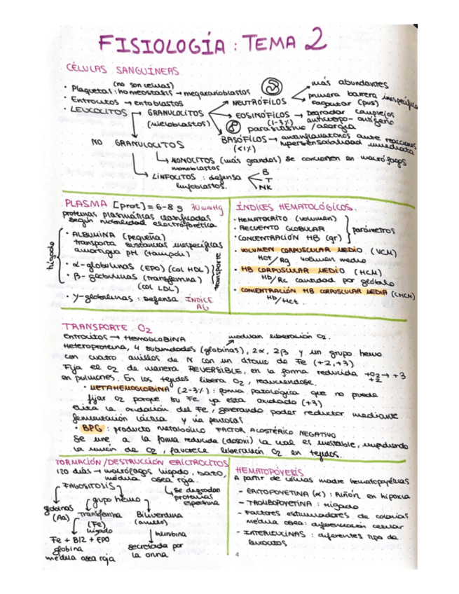 Miniatura del documento esquema-T2-fisio-ll.pdf