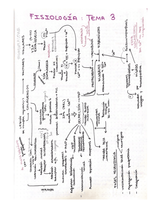 Miniatura del documento esquema-T3-fisio-ll.pdf