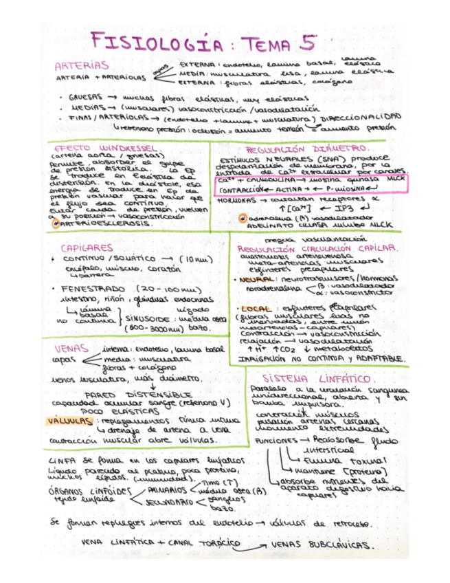 Miniatura del documento esquema-T5-fisio-ll.pdf