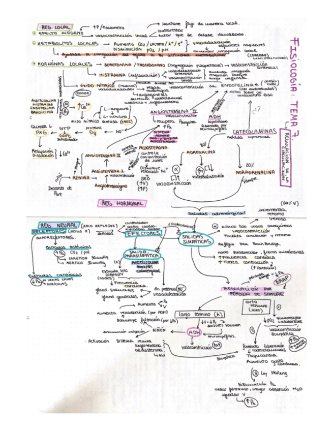 Miniatura del documento esquema-T7-fisio-ll.pdf