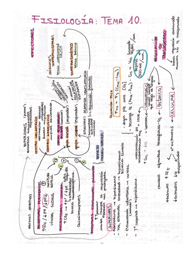 Miniatura del documento esquema-T10-fisio-ll.pdf