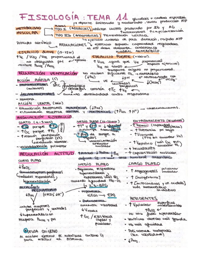 Miniatura del documento esquema-T11-fisio-ll.pdf
