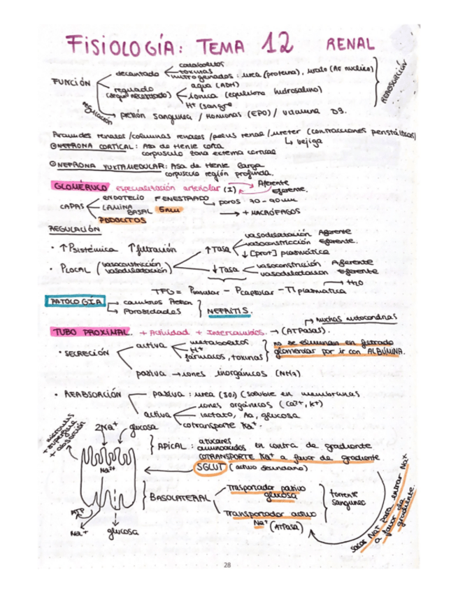 Miniatura del documento esquema-T12-fisio-ll.pdf