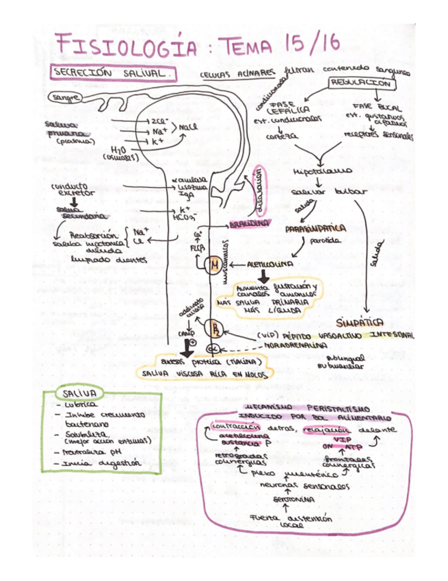 Miniatura del documento esquema-T15.16-fisio-ll.pdf