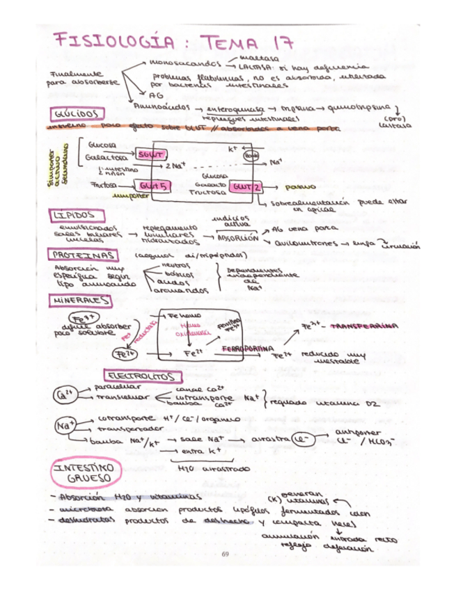 Miniatura del documento esquema-T17-fisio-ll.pdf