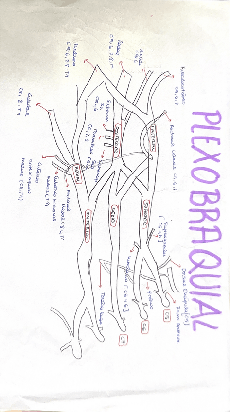 Miniatura del documento plexo-braquial.pdf