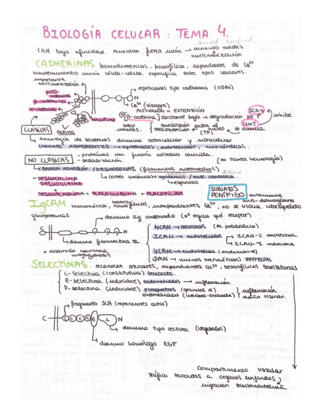 Miniatura del documento esquema-T4-biologia-celular.pdf