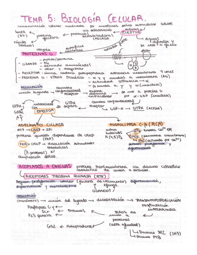 Miniatura del documento esquema-T5-biologia-celular.pdf