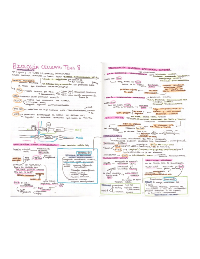 Miniatura del documento esquema-T8-biologia-celular.pdf