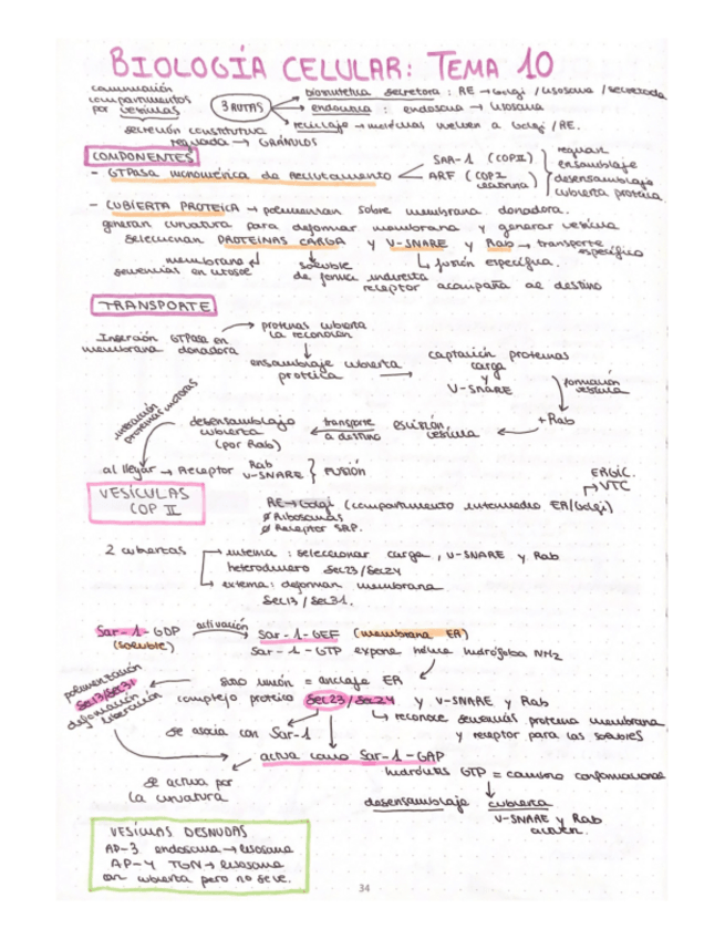 Miniatura del documento esquema-T10-biologia-celular.pdf