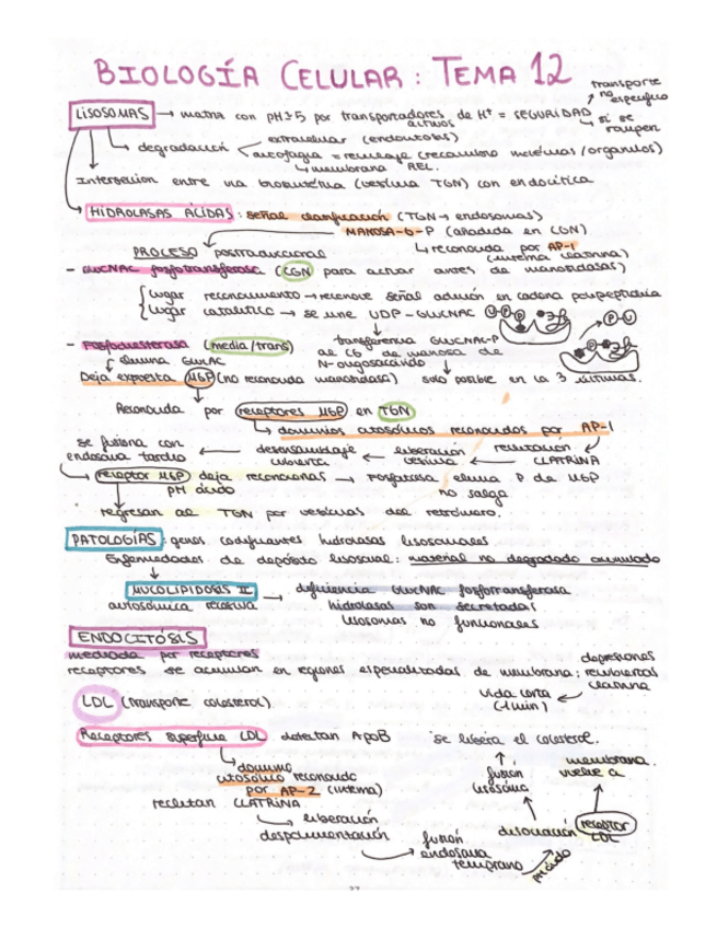 Miniatura del documento esquema-T12-biologia-celular.pdf