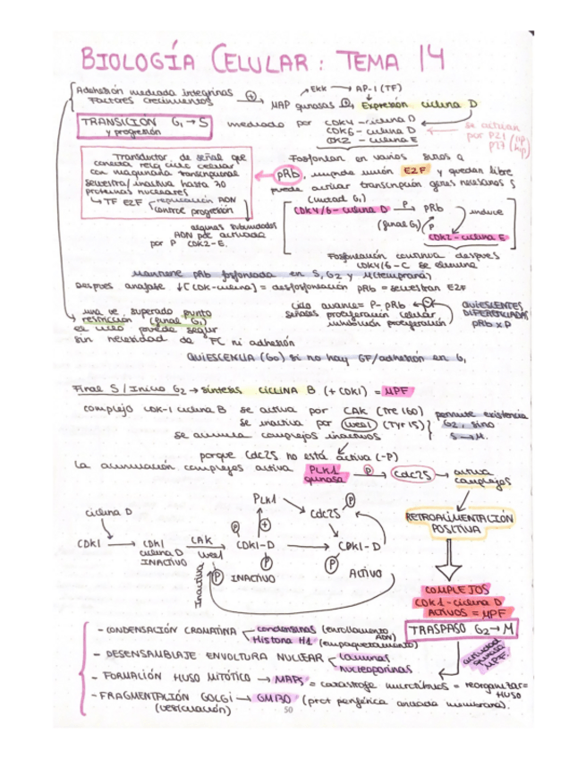 Miniatura del documento esquema-T14-biologia-celular.pdf