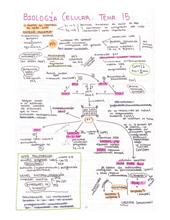 Miniatura del documento esquema-T15-biologia-celular.pdf