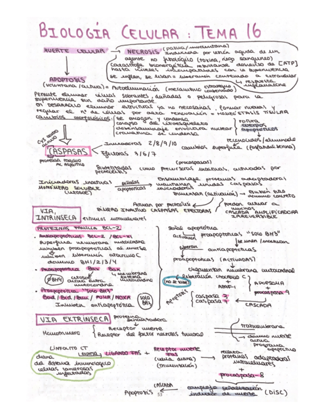 Miniatura del documento esquema-T16-biologia-celular.pdf