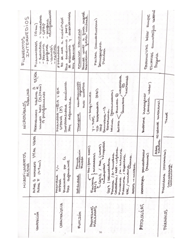 Miniatura del documento CITOESQUELETO-tabla-comparativa.pdf