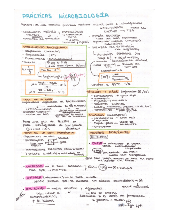 Miniatura del documento PRACTiCAS-MiCROBIOLOGIA.pdf