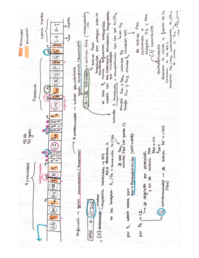 Miniatura del documento esquema-FAGO-LANDA.pdf