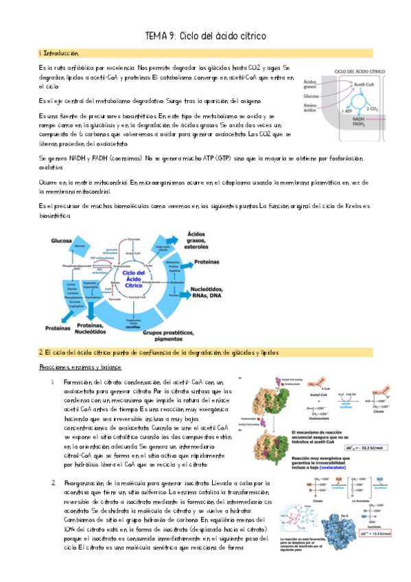 Miniatura del documento TEMA-9-Bioquimica-II.pdf