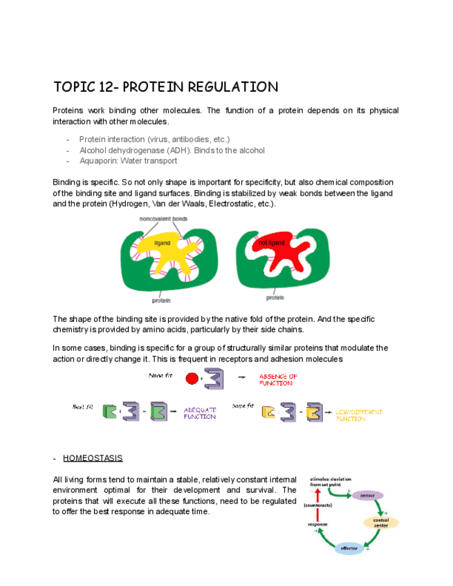 Miniatura del documento TOPIC-12-PROTEIN-REGULATION.pdf