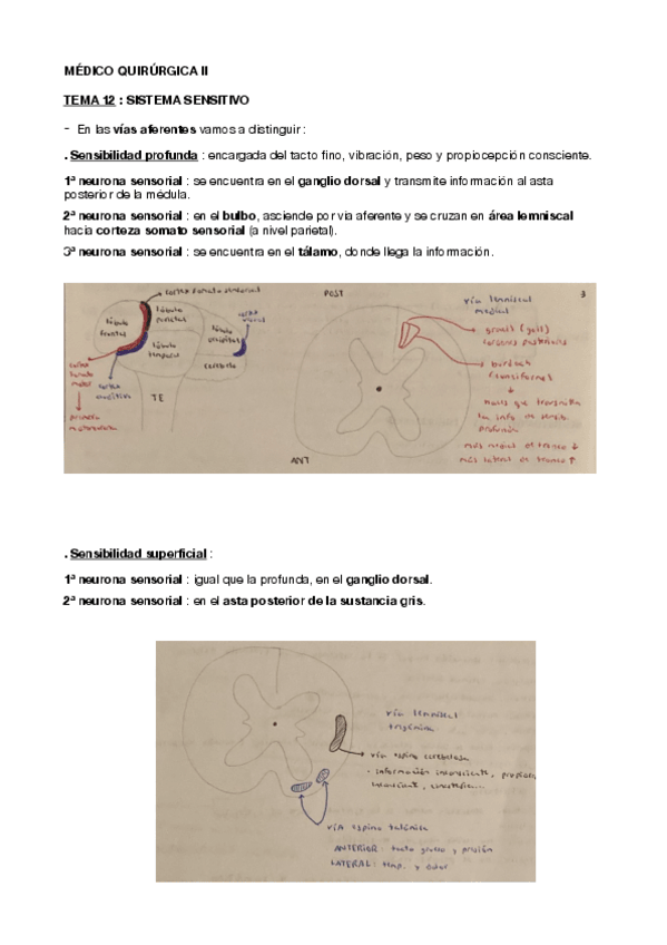 Miniatura del documento TEMA-12-y-13-MEDICO-QUIRURGICA-II.pdf