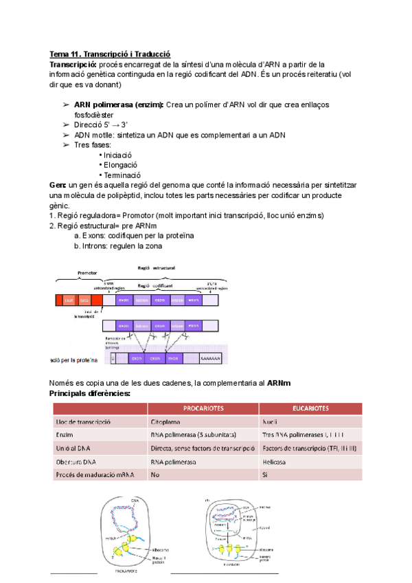 Miniatura del documento Tema-11.-Transcripcio-i-Traduccio.pdf