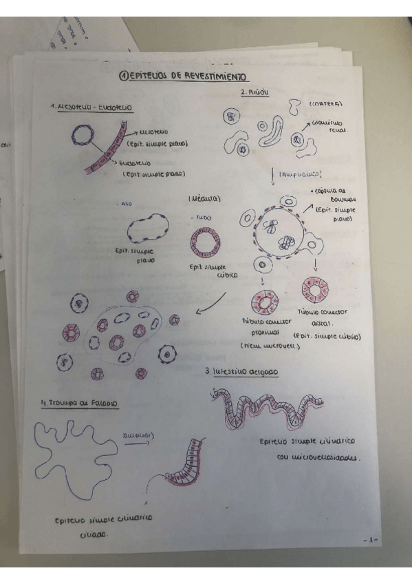 Miniatura del documento Practicas-Histologia.pdf