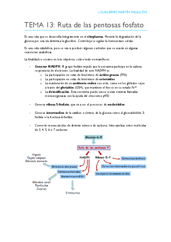 Miniatura del documento TEMA 13. Ruta de las pentosas fosfato.pdf