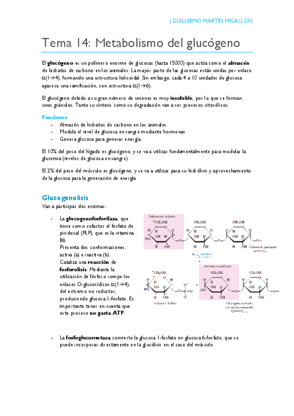 Miniatura del documento TEMA 14. Metabolismo del glucógeno.pdf