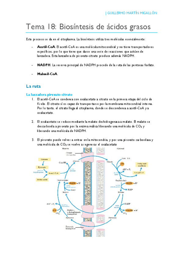Miniatura del documento TEMA 18. Biosíntesis de ácidos grasos.pdf