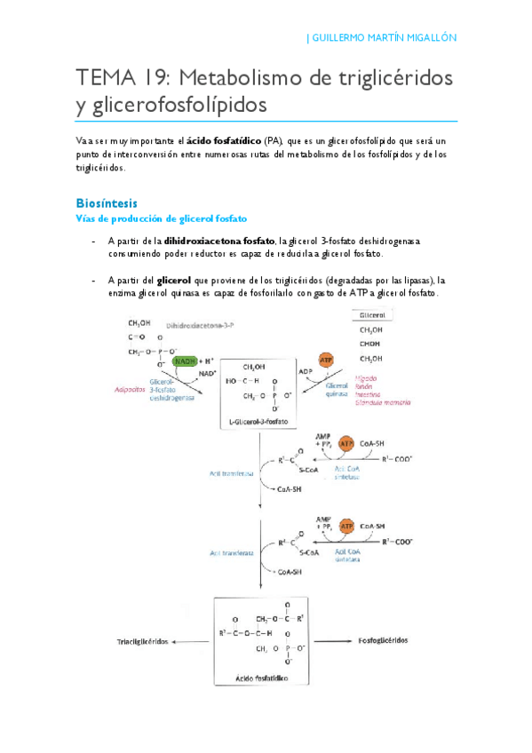 Miniatura del documento TEMA 19. Metabolismo de triglicéridos y glicerofosfolípidos.pdf