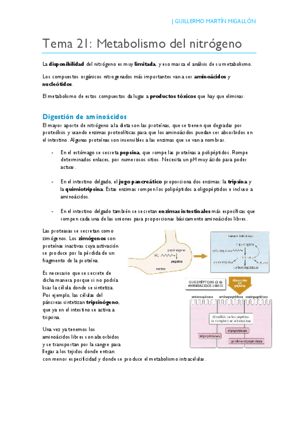 Miniatura del documento TEMA 21. Metabolismo del nitrógeno.pdf